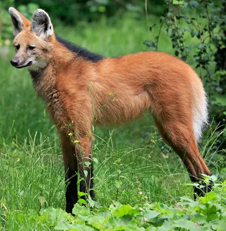 chrysocyon brachyurus