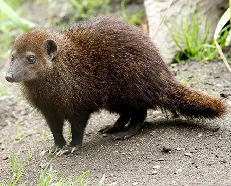 crossarchus obscurus