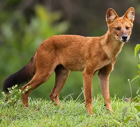 cuon alpinus