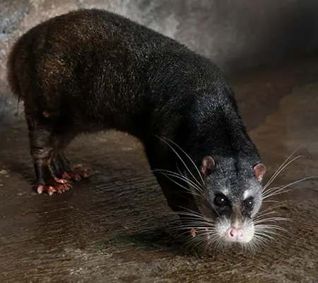 cynogale bennettii