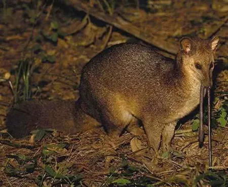 eupleres goudotii