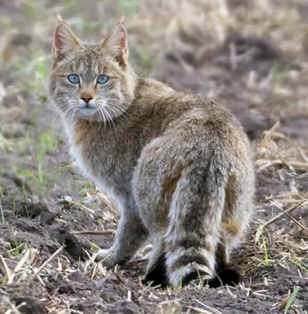 felis bieti