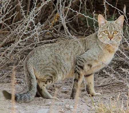 felis lybica