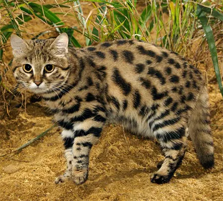 felis nigripes