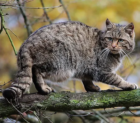 felis silvestris