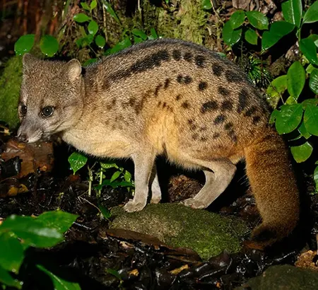 fossa fossana