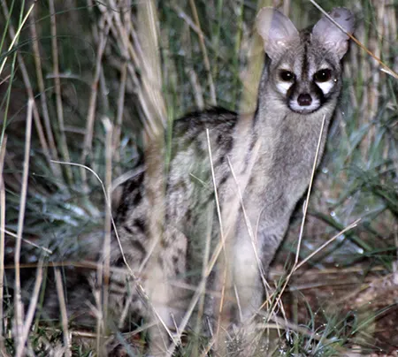 genetta abyssinica