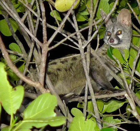 genetta angolensis