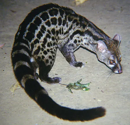 genetta pardina
