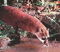 genetta piscivora
