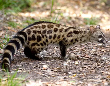 genetta tigrina