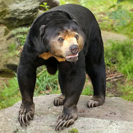 helarctos malayanus