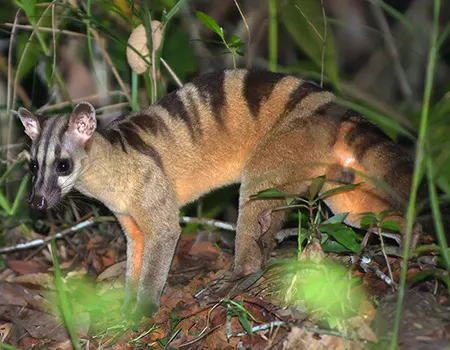hemigalus derbyanus