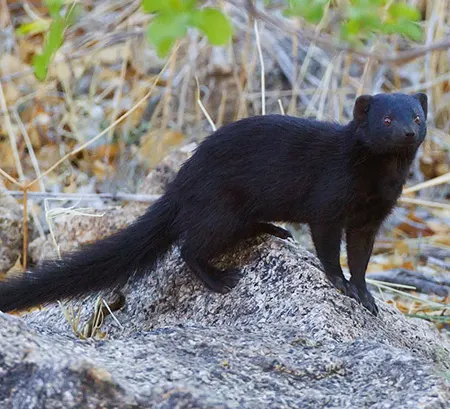 herpestes flavescens