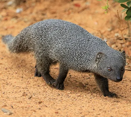 herpestes pulverulentus