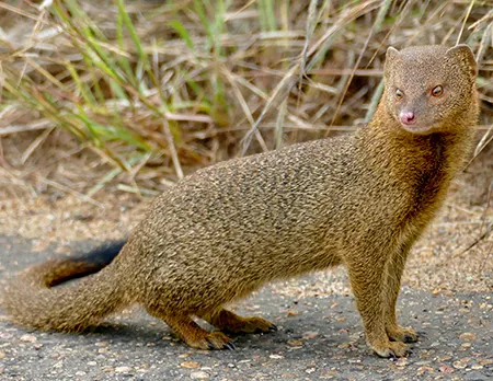 herpestes sanguineus