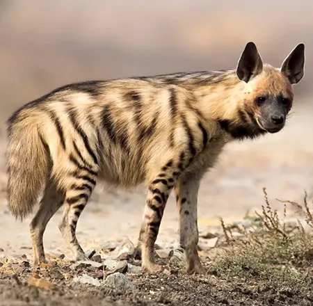 Hyaenas