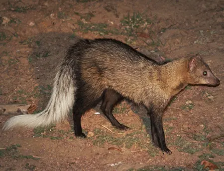 ichneumia albicauda