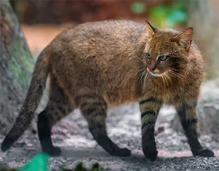 leopardus braccatus