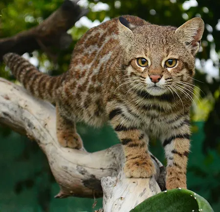 leopardus garleppi