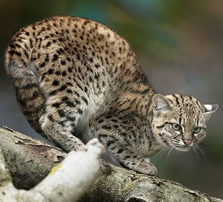 leopardus geoffroyi