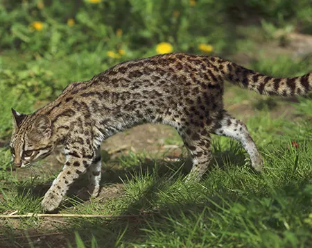leopardus guttulus