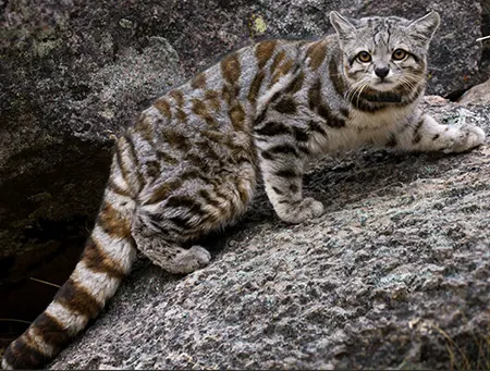 leopardus jacobita