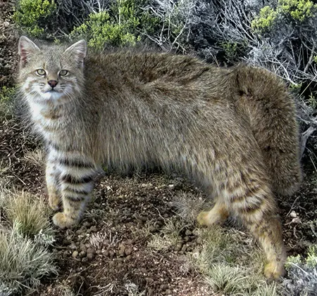 leopardus pajeros