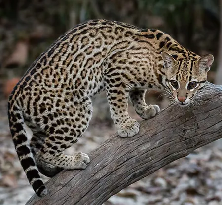 leopardus pardalis