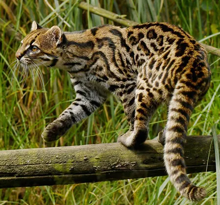 leopardus pardinoides