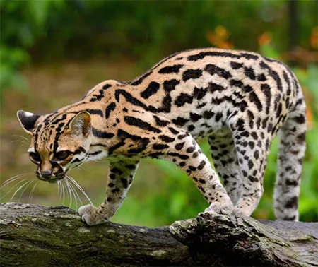 leopardus tigrinus