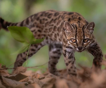 Leopardus tilcayo