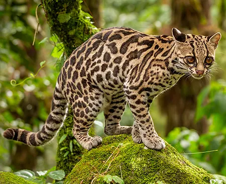 leopardus wiedii
