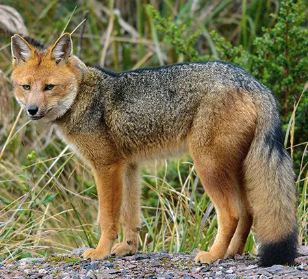 lycalopex culpaeus