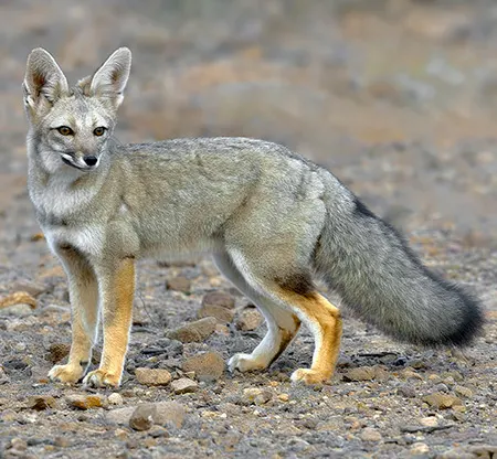 lycalopex griseus