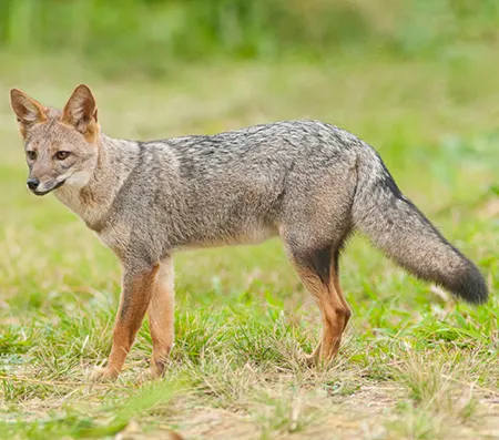 lycalopex gymnocercus