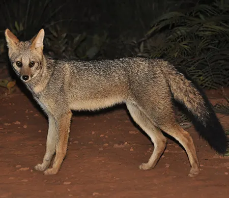 lycalopex vetulus