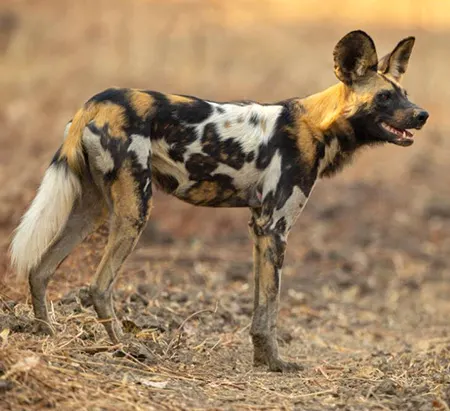lycaon pictus