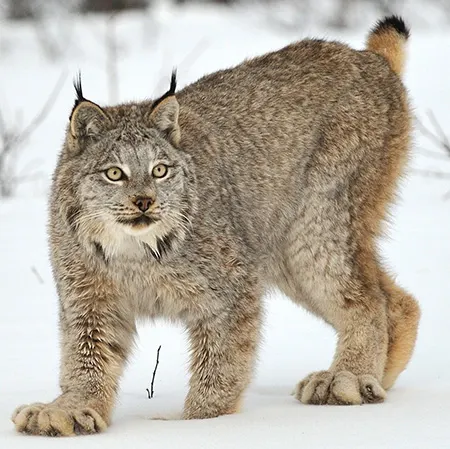 lynx canadensis