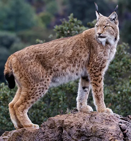 lynx lynx