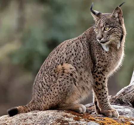 lynx pardinus
