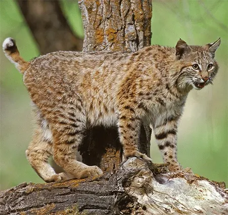 lynx rufus
