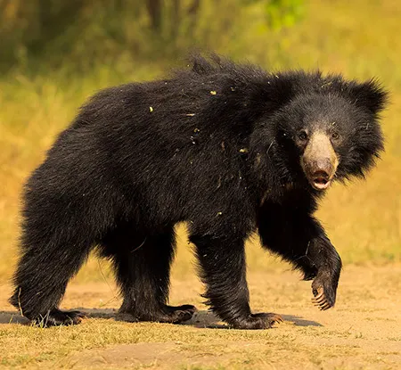 melursus ursinus