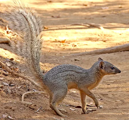 mungotictis decemlineata