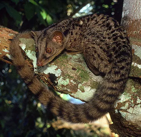 African Palm Civets