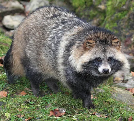 nyctereutes procyonoides