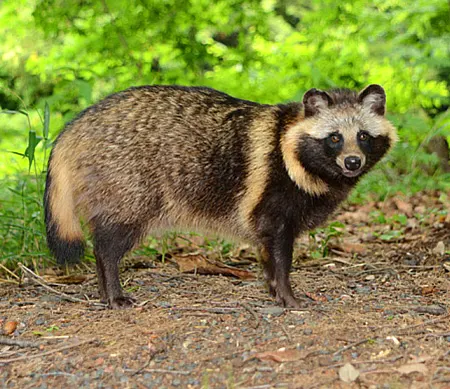 nyctereutes viverrinus