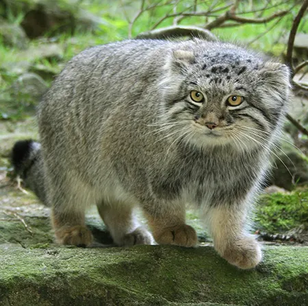 otocolobus manul