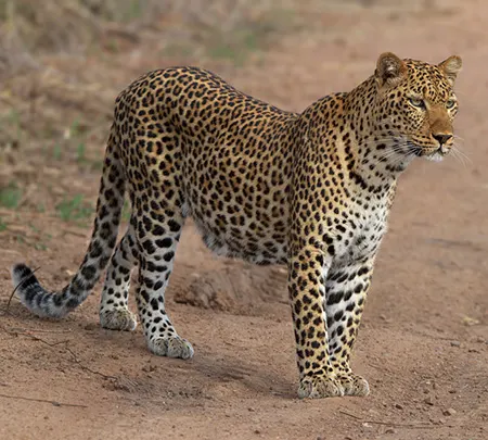 panthera pardus