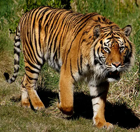 panthera tigris